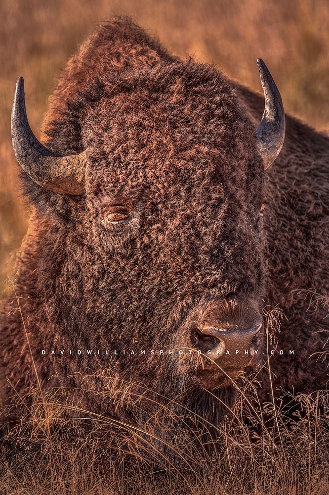 A close up of an American Bison in the morning sun, Yellowstone, WY