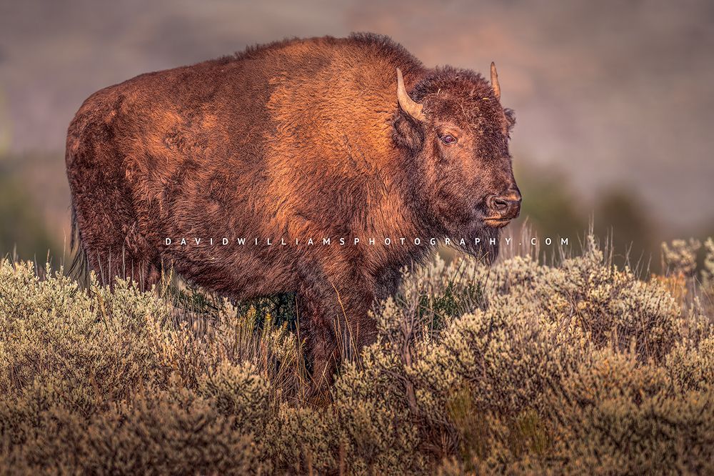 Eye contact with a bison, Yellowstone National Park, Wyoming