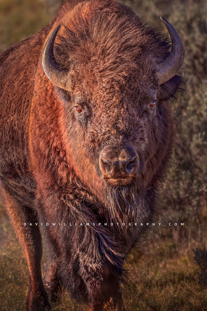 A close up of an American Bison in the morning sun, Yellowstone, WY