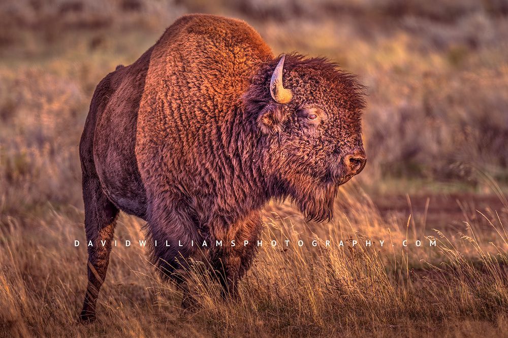 A close up of an American Bison in golden hour light, Yellowstone
