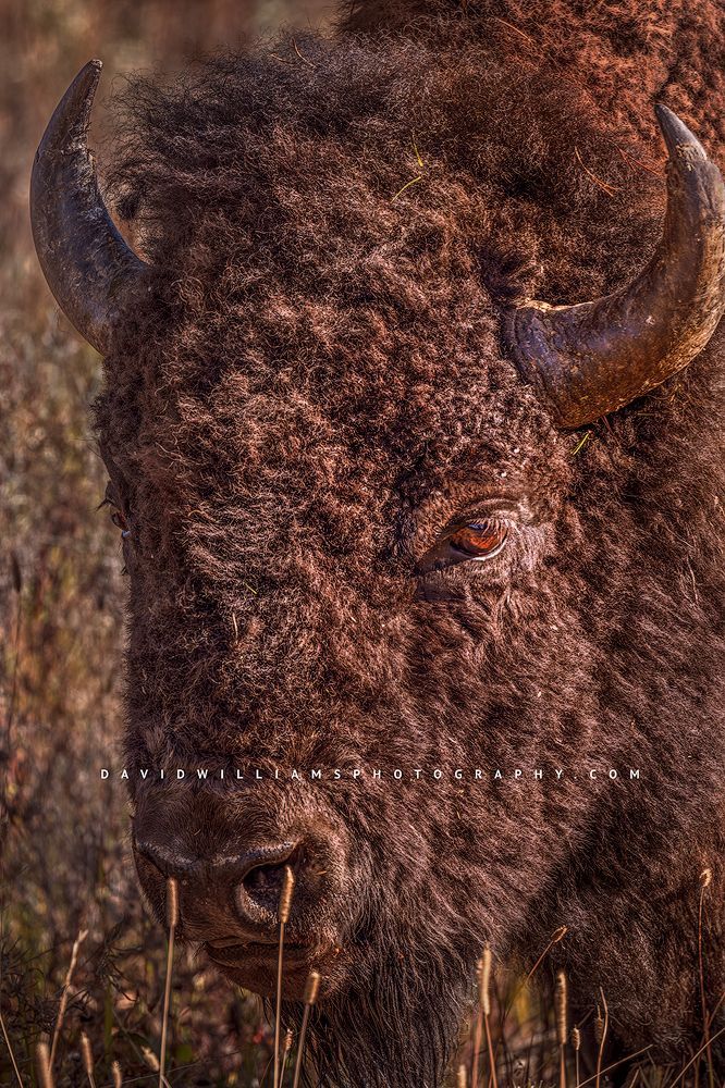 A large Bison bull grazing in golden grasses, Yellowstone, WY