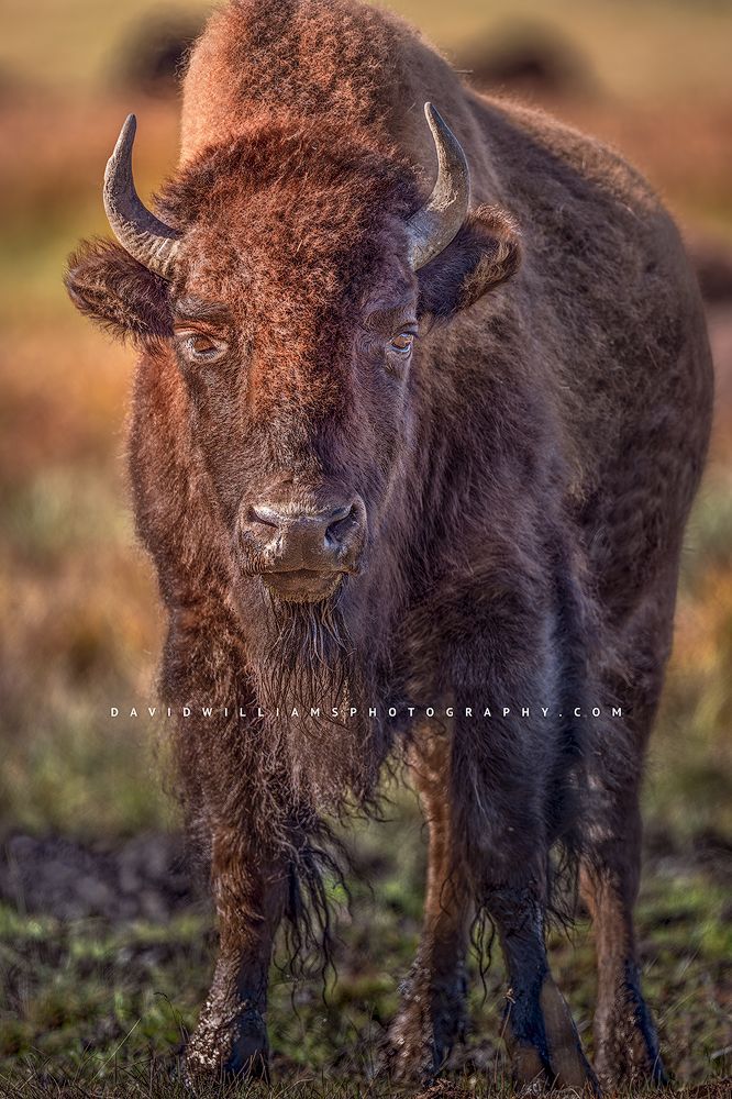 Eye contact with a bison, Yellowstone National Park, Wyoming