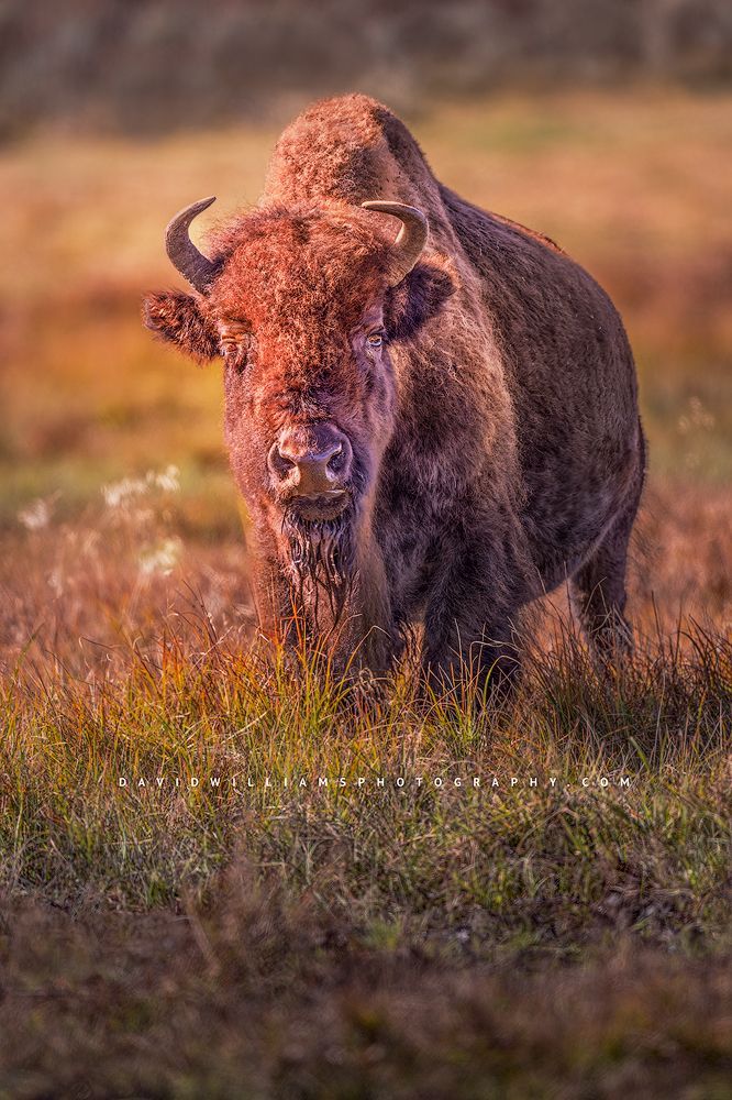 Eye contact with a bison, Yellowstone National Park, Wyoming