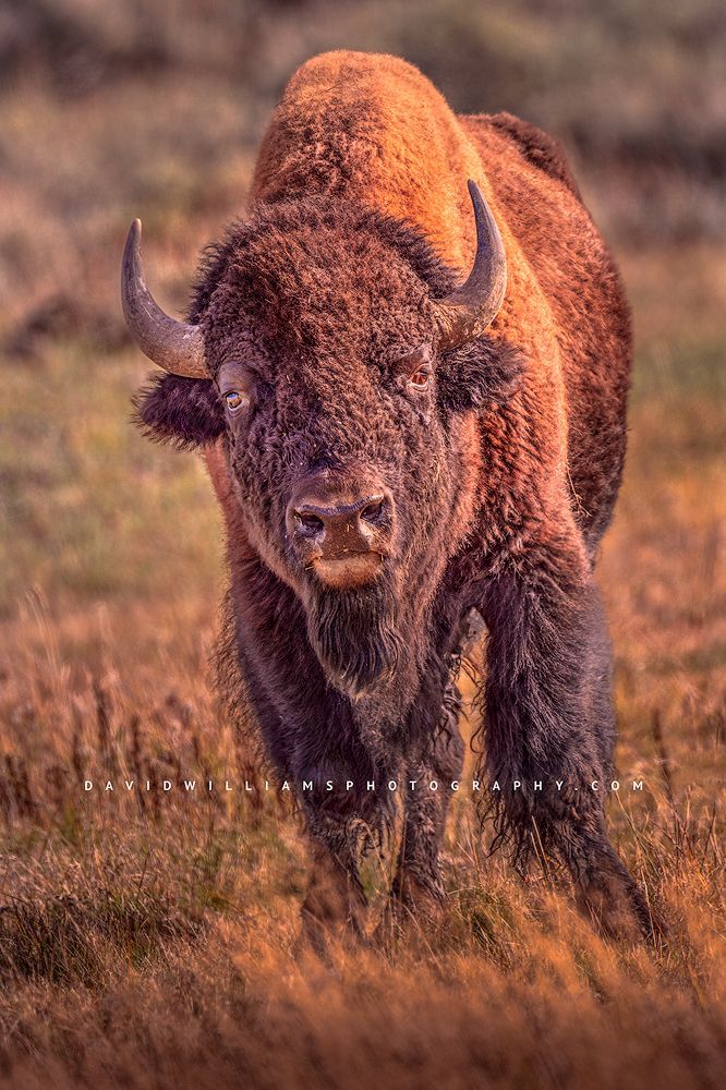 Eye contact with a bison, Yellowstone National Park, Wyoming