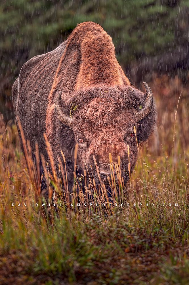 A large Bison in the rain, Yellowstone National Park, WY