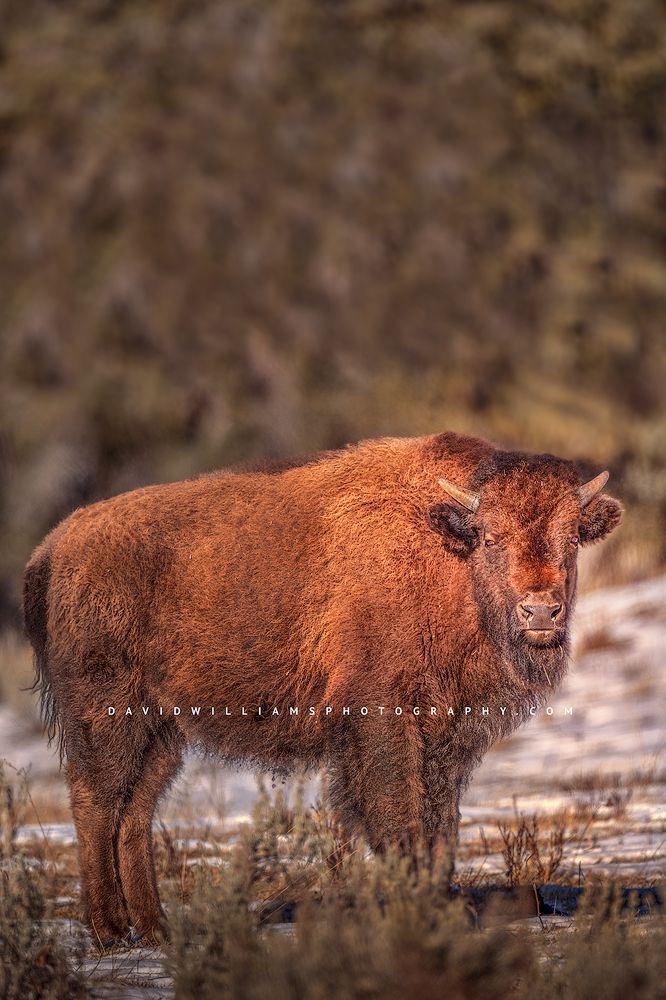 A Bison in golden morning light, Yellowstone Park, WY