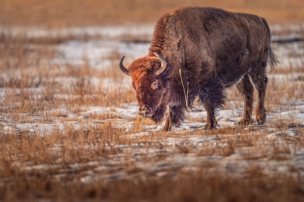 A Bison in golden morning light, Yellowstone Park, WY