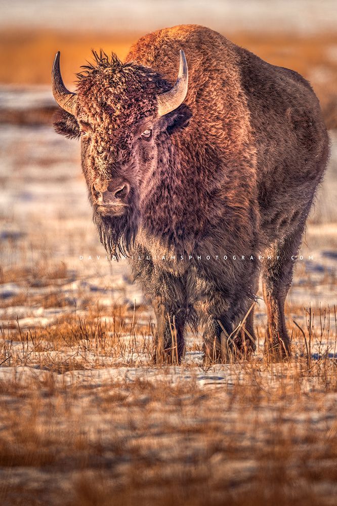 Eye contact with a large bison bull in golden light, Yellowstone, WY