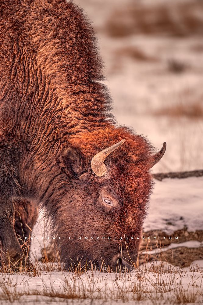 A large Bison bull grazing in golden grasses in late day sun, Yellowstone, WY