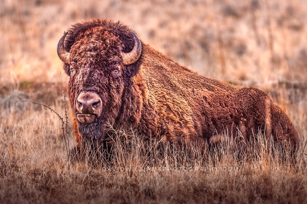 American bison resting in tall golden grass with eye contact, Antelope Island, Utah — storytelling wildlife fine art photo
