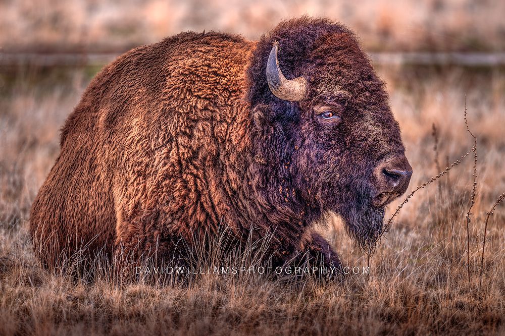 Full body American bison resting in tall autumn grass with eye contact, Antelope Island, Utah — storytelling wildlife fine art photo