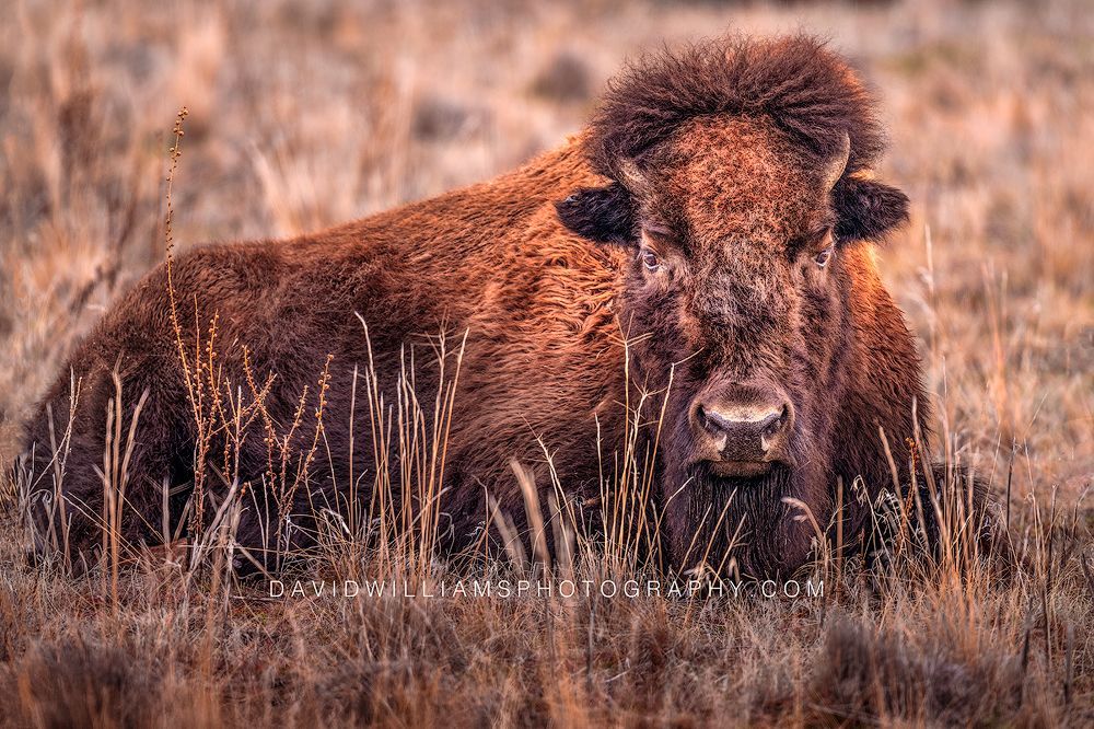 American bison resting in tall golden grass with eye contact, Antelope Island, Utah — storytelling wildlife fine art photo