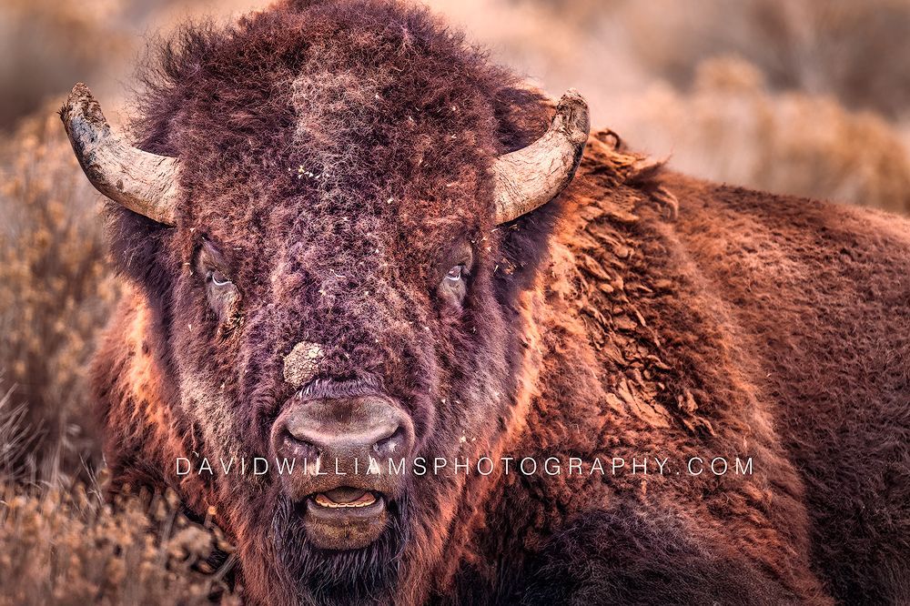 Storytelling close-up of a rugged, weathered American Bison resting in golden grass on Antelope Island, Utah—fine art and editorial wildlife portrait.