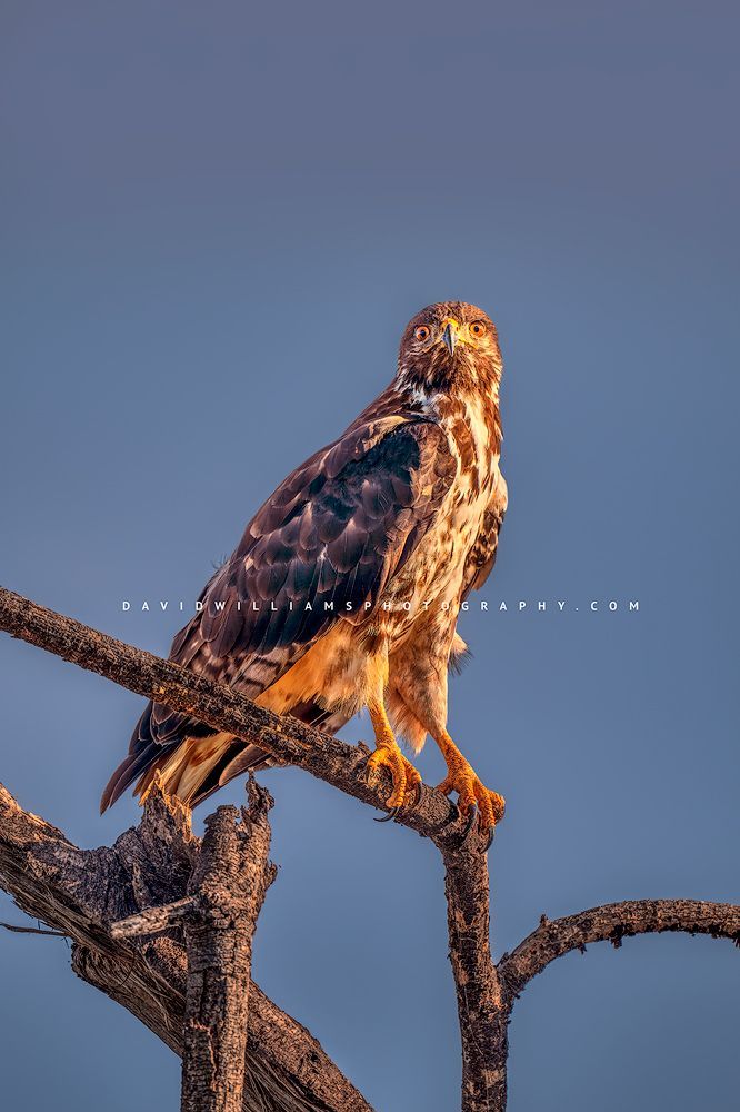 An Augur Buzzard looking at the camera, Tanzania, Africa