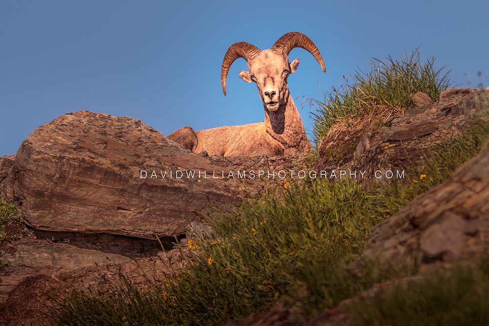 Close-up of a Big Horn Sheep Ram resting on a mountain top in golden light with direct eye contact in Glacier National Park, Montana.