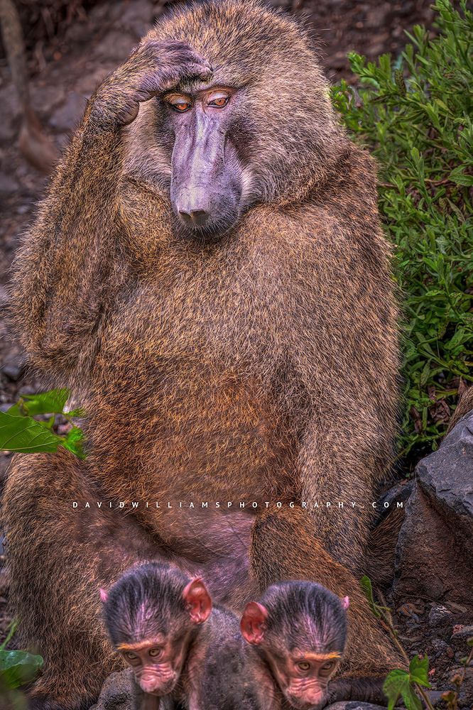 A mother baboon frustrated with her infants, Tanzania, Africa