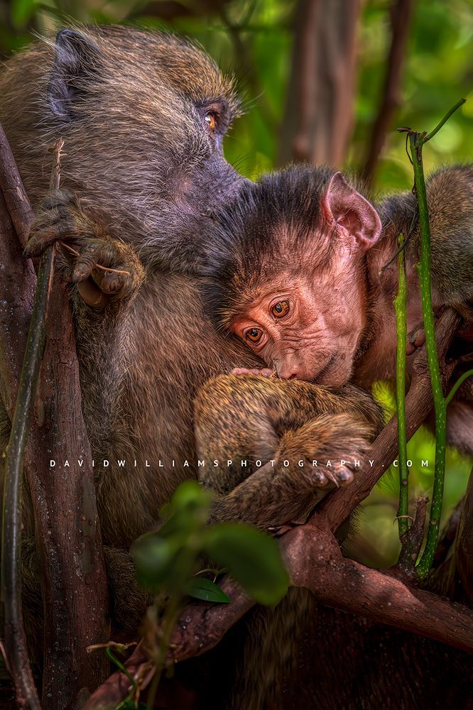 A mother and infant baboon cuddling together, Tanzania, Africa