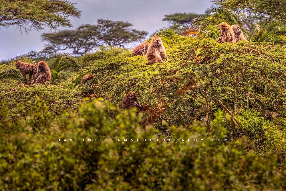 Olive Baboon (Papio anubis) family in the treetops of Tanzania’s jungle, horizontal image in golden light