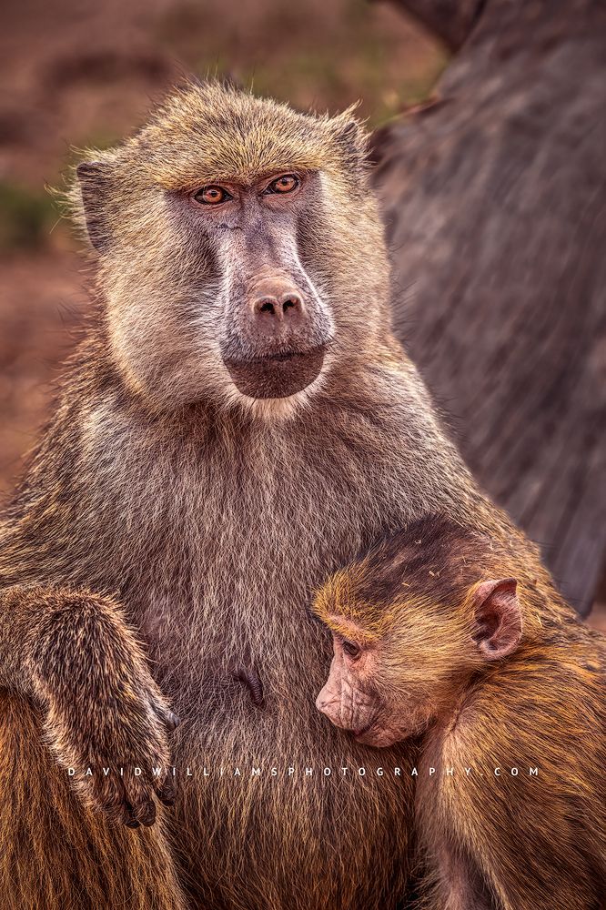 A female baboon nursing a newborn baboon, Kenya, Africa