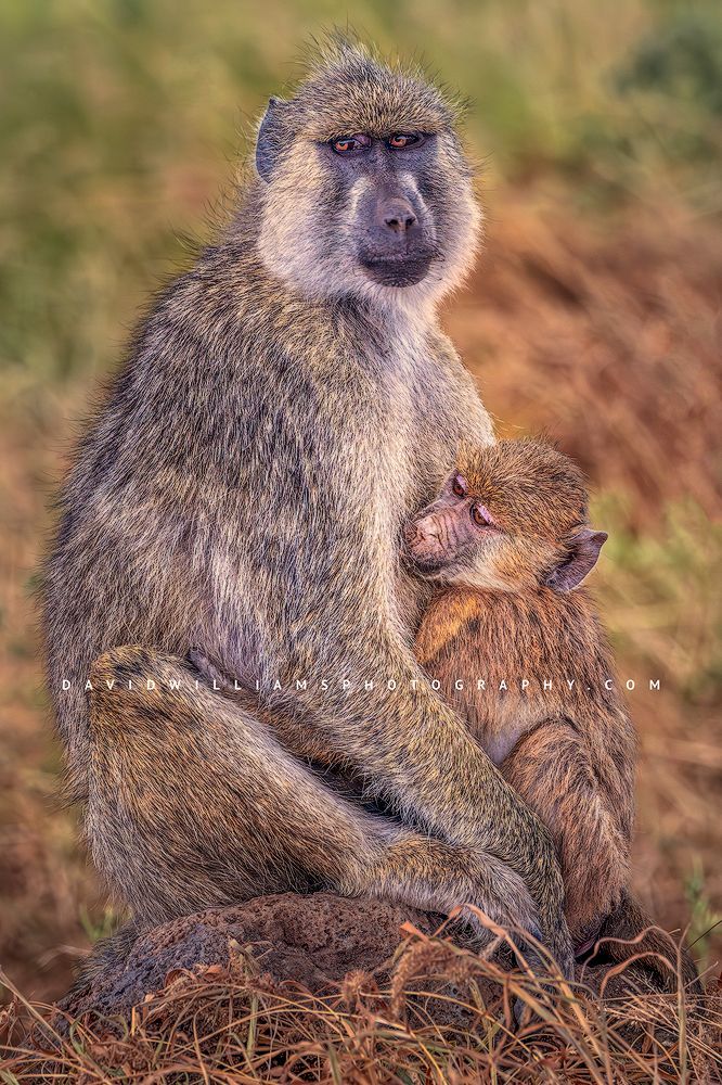 A female baboon is nursing a newborn baboon, Kenya, Africa