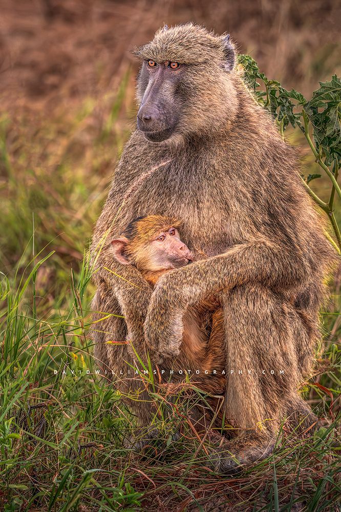 An Olive Baboon breastfeeding infant, Kenya, Africa
