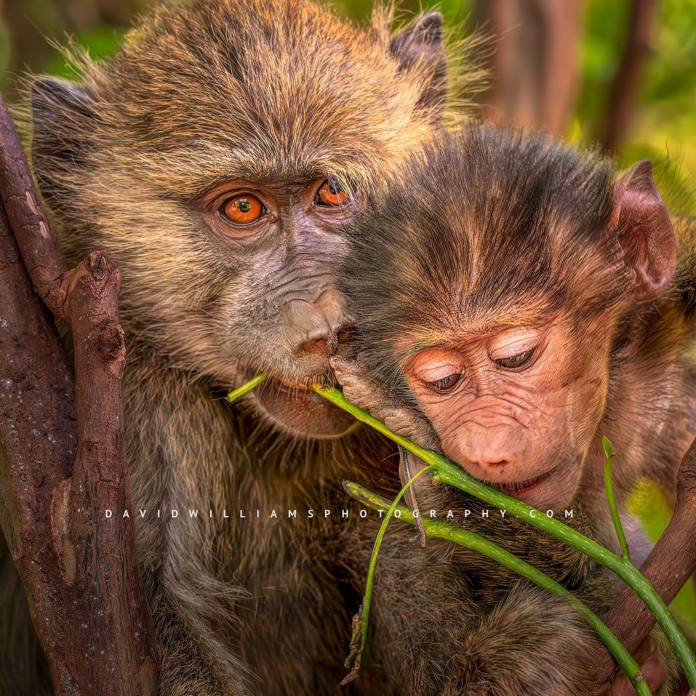 A close up of a mother and infant baboon, Tanzania, Africa