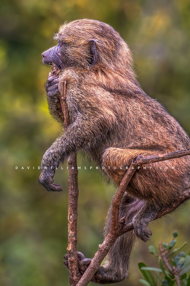 A close up of a young baboon relaxing, Tanzania, Africa