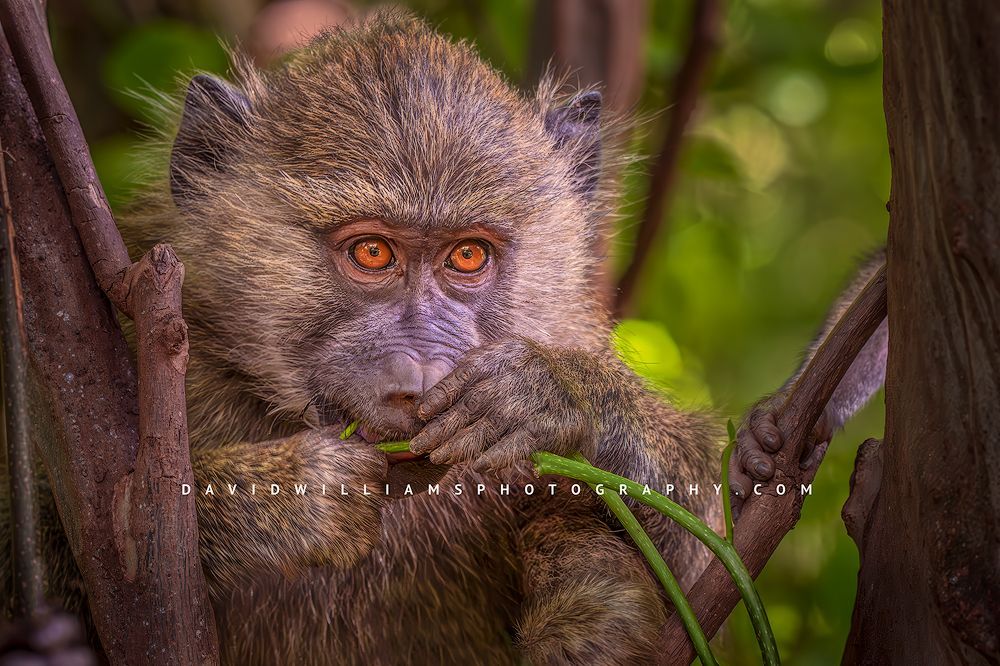 A close up of a young baboon, Tanzania, Africa