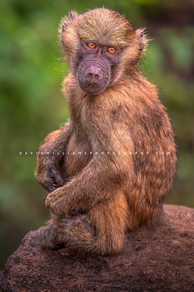 A close up of an infant Olive Baboon, Tanzania, Africa