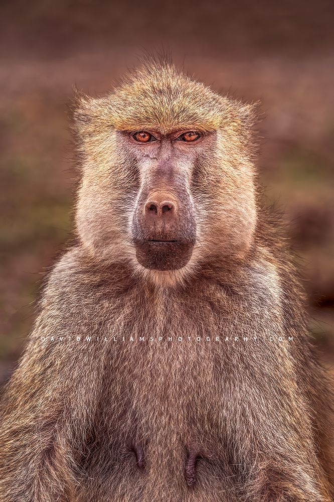 A close up portrait of an Olive Baboon, Kenya, Africa