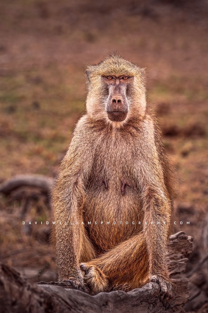 An Olive Baboon sitting on a fallen tree, Amboseli, Kenya, Africa