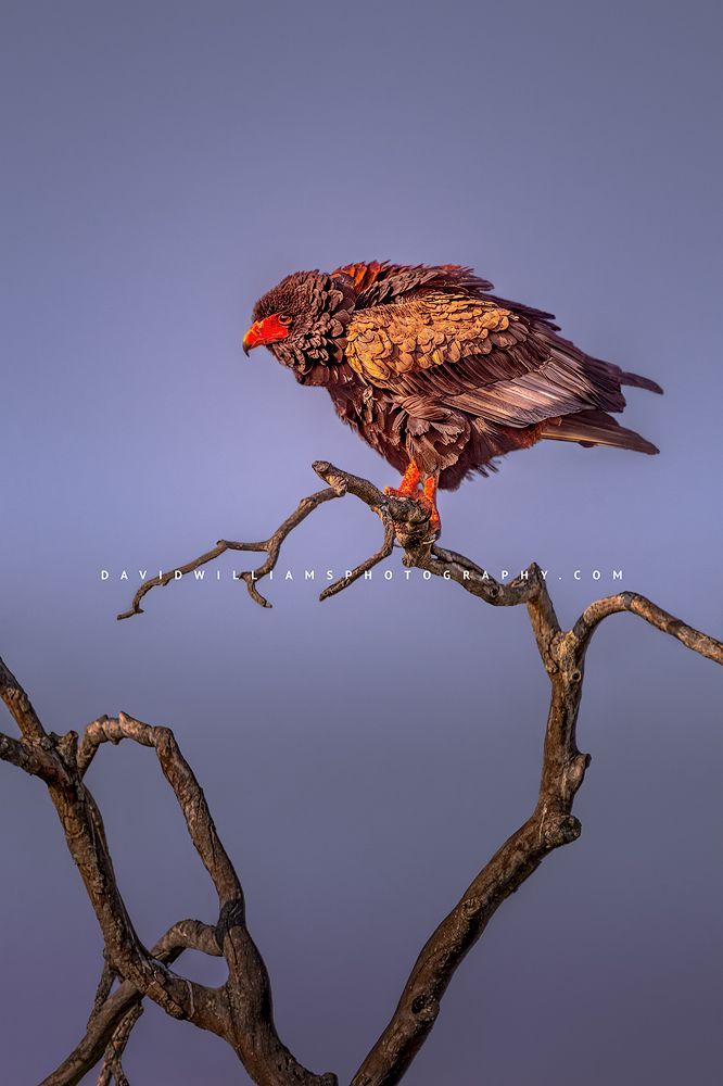 A Bateleur Eagle in the treetop in late day sun, Kenya, Africa