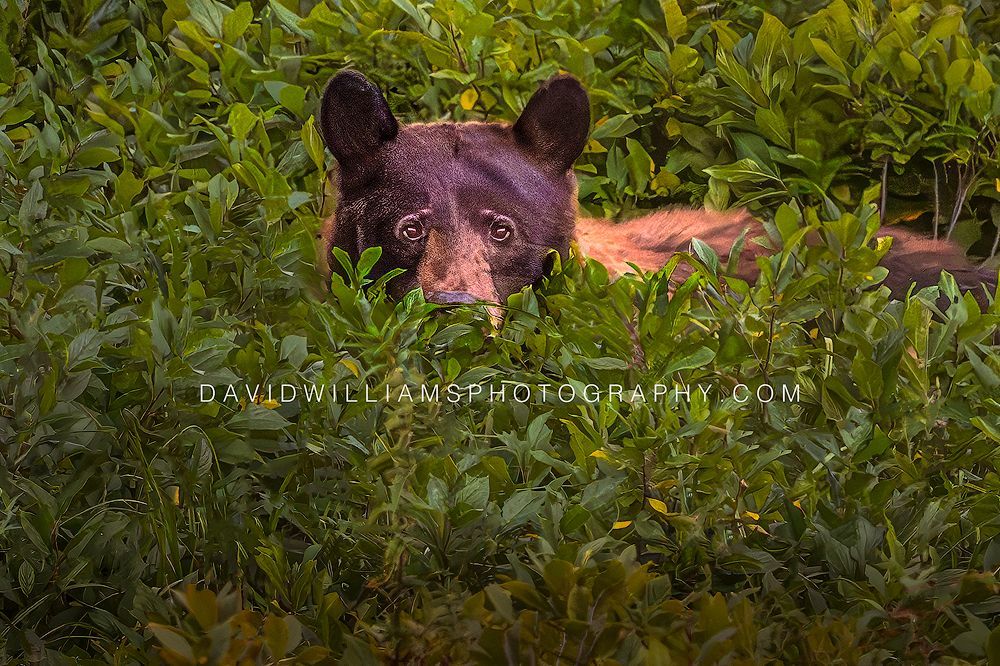 Young Black Bear raising its head from a berry patch while making eye contact in Jackson, Wyoming.