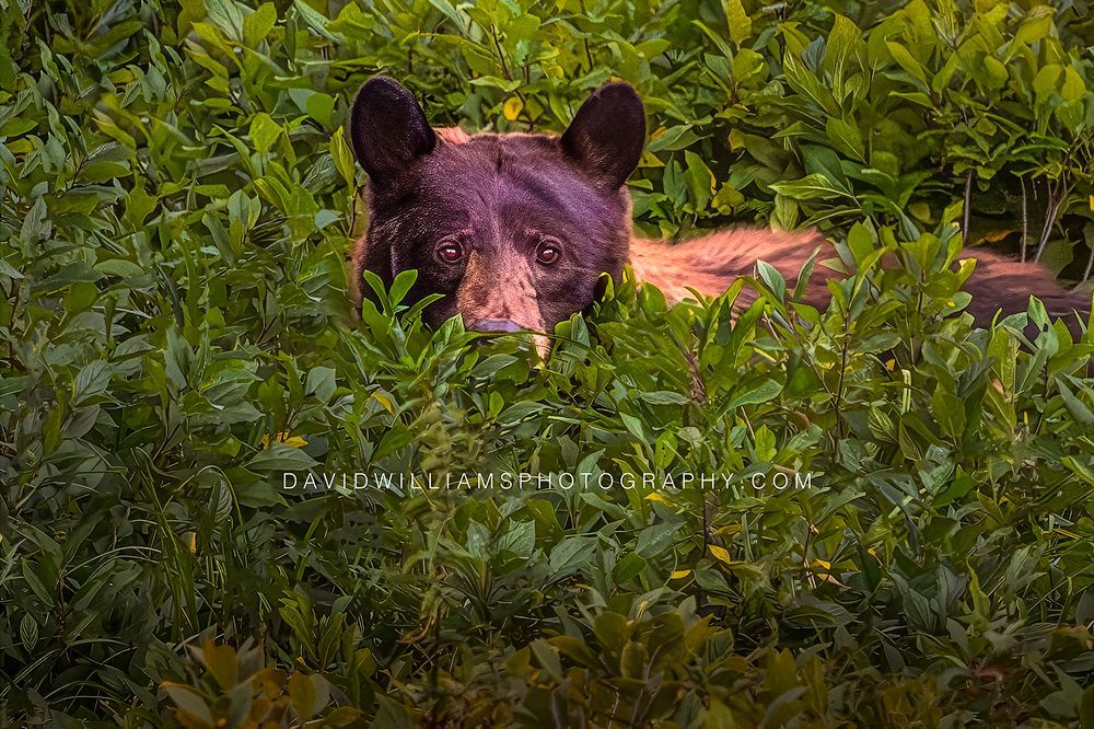 Young Black Bear raising its head from a berry patch while making eye contact in Jackson, Wyoming.