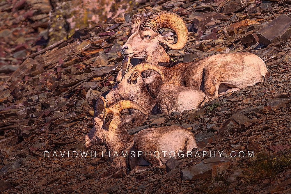 Three Big Horn Sheep Rams resting symmetrically on a steep embankment in golden sunlight in Glacier National Park, Montana.