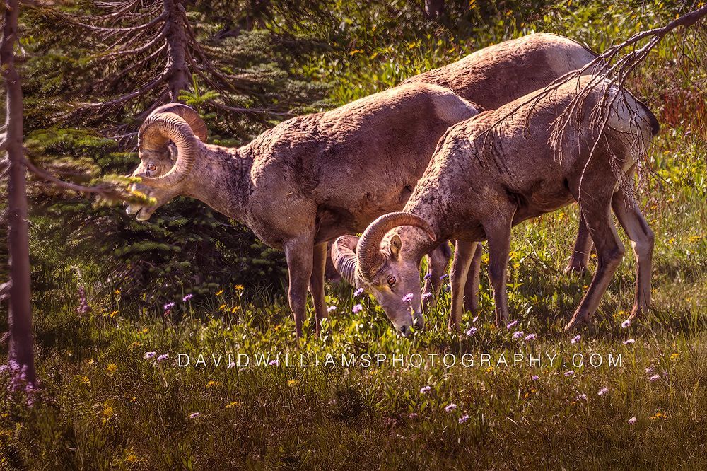 Three Big Horn Sheep Rams grazing in colorful wildflowers in Glacier National Park, Montana.