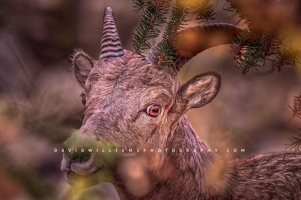 A close up of an ewe Bighorn sheep, Yellowstone National Park