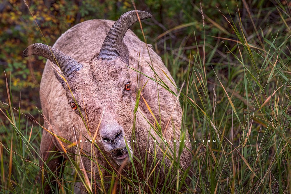An ewe Bighorn sheep in the forest of Yellowstone National Park