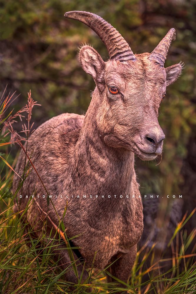 Eye Contact with a female Bighorn sheep, Yellowstone Park, WY