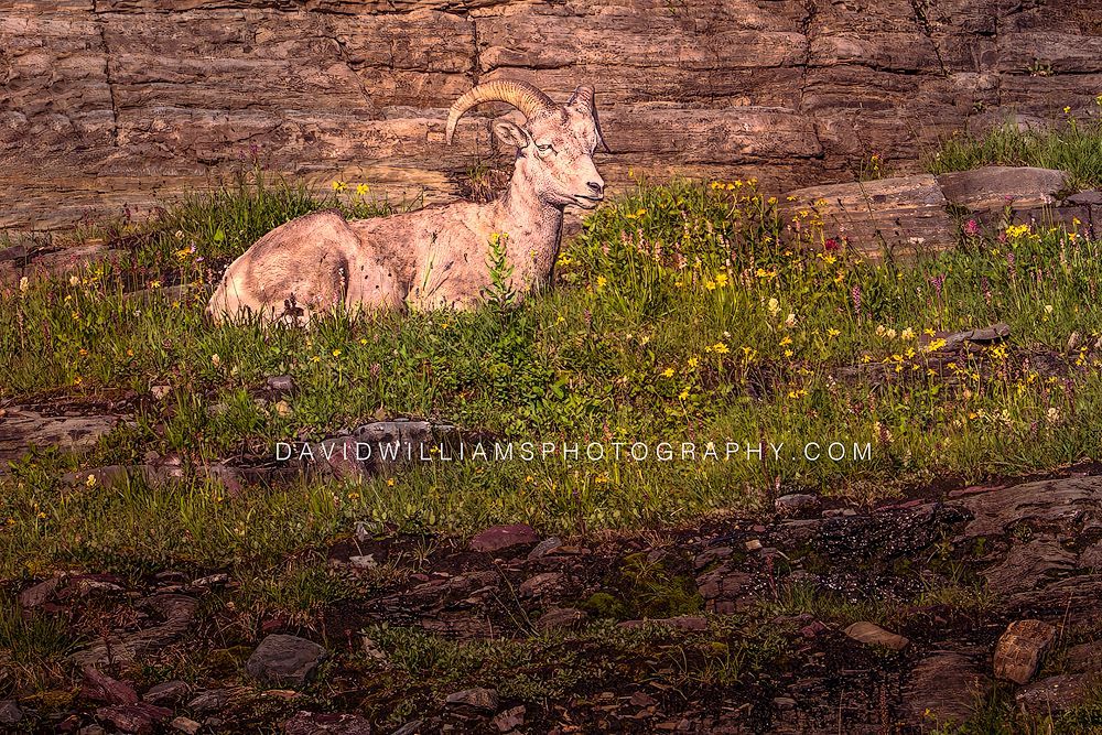 A bighorn sheep ram rests on a rocky wildflower ledge with eye contact and warm Glacier National Park storytelling light. (159 characters)
