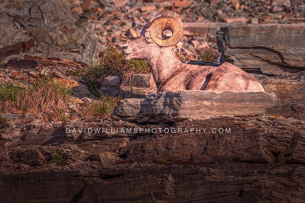 Big Horn Sheep ram resting on a sunlit ledge in Glacier National Park, horizontal wildlife photo.