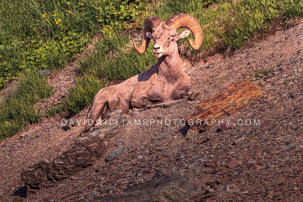 Close-up Big Horn Sheep ram resting on a steep mountain slope with eye contact in Glacier National Park.