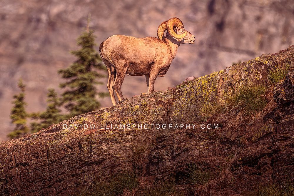 Side view of a Big Horn Sheep Ram standing on a colorful rocky ledge in Glacier National Park, Montana.