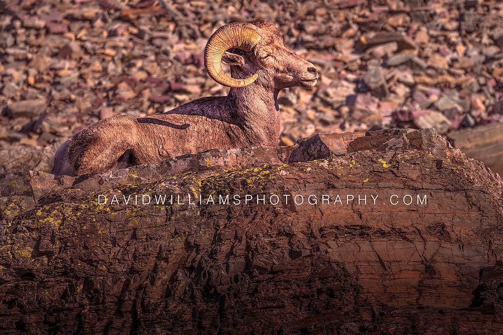 A Big Horn Sheep Ram basking in golden sunlight in Glacier National Park, a warm storytelling wildlife scene with rich mountain atmosphere and natural detail.