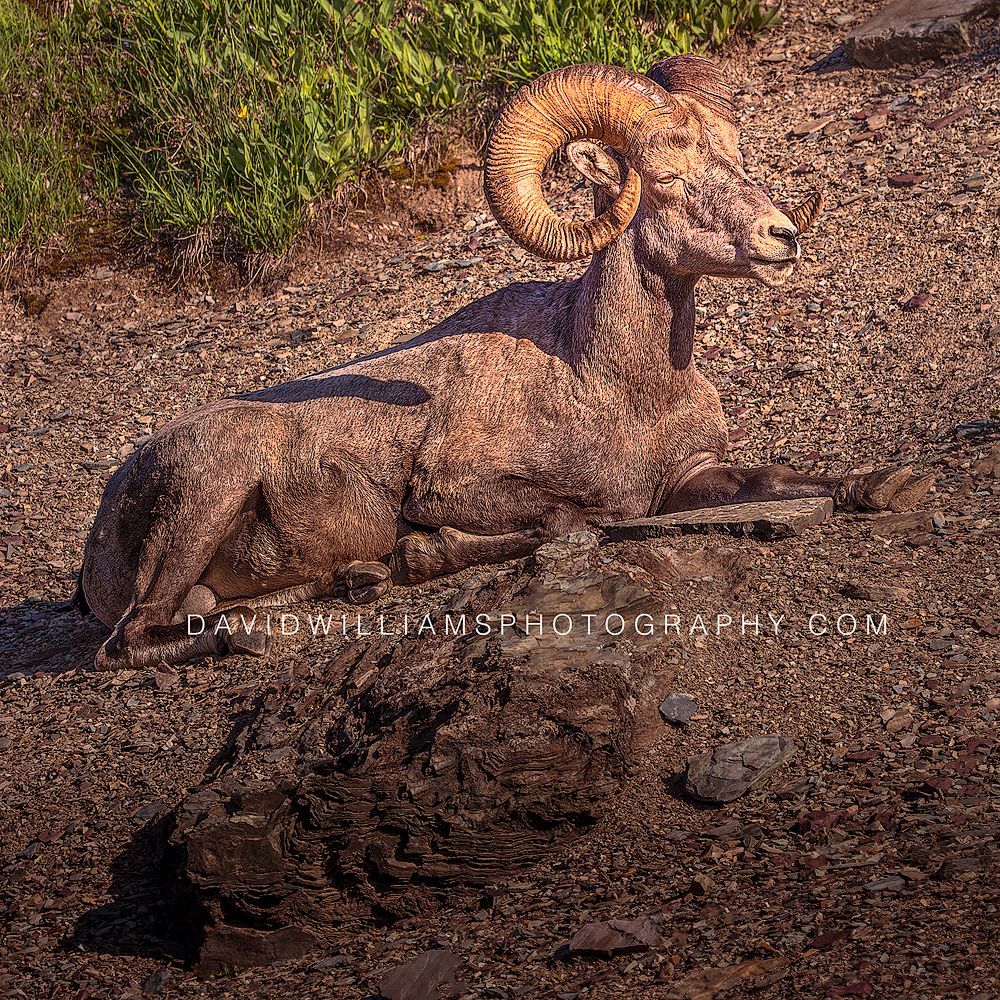 Close-up of a Big Horn Sheep Ram resting in golden sunlight on a rocky hill in Glacier National Park, Montana.
