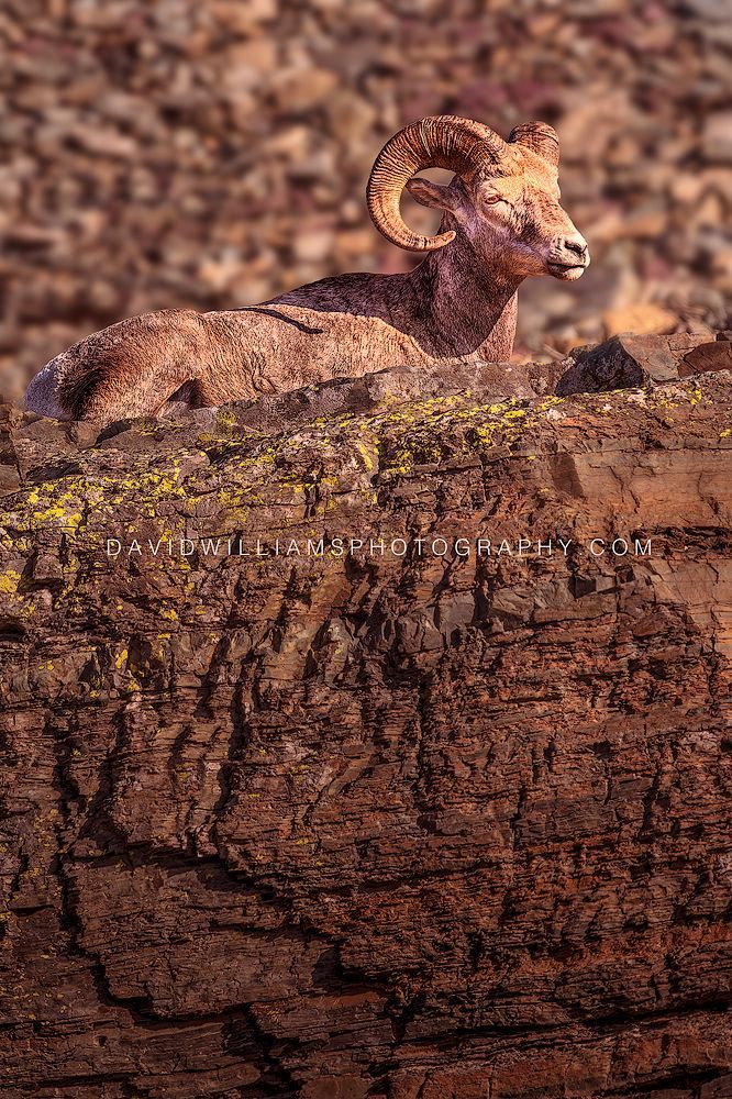 Big Horn Sheep Ram in golden sunlight surveying the valley below in Glacier National Park, Montana.