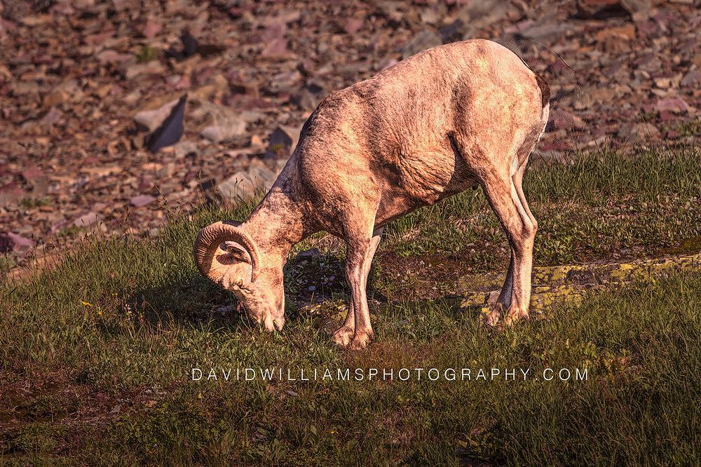 Big Horn Sheep Ram grazing on fresh green spring grasses in Glacier National Park, Montana.