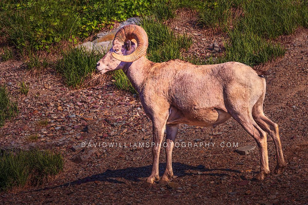 A muscular Big Horn Sheep Ram freezes and watches the camera in soft morning light in Glacier National Park, a storytelling wildlife moment with bold mountain presence.