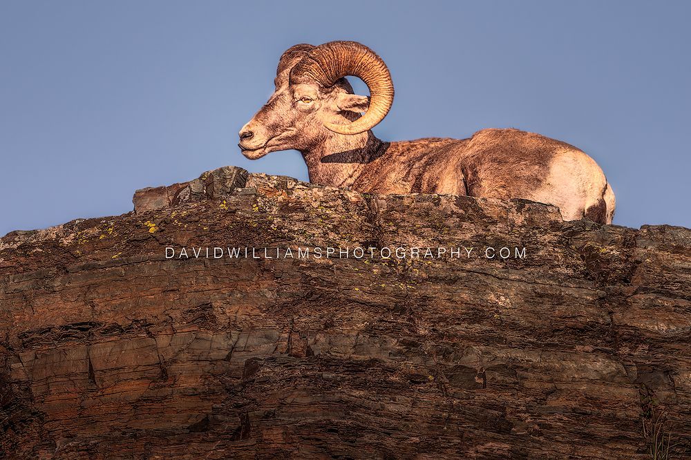 A Big Horn Sheep Ram atop a rocky ledge basking in golden light with strong eye contact in Glacier National Park, a storytelling wildlife moment with rich atmosphere.