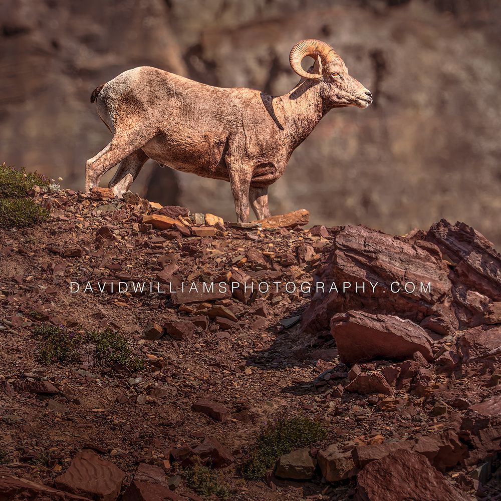 Close-up of a Big Horn Sheep Ram walking across a rocky mountain ledge in Glacier National Park, Montana.